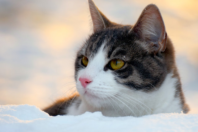 How to make the world better for cats, like this beautiful cat in the snow, and your cat at home