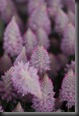 _MG_0327