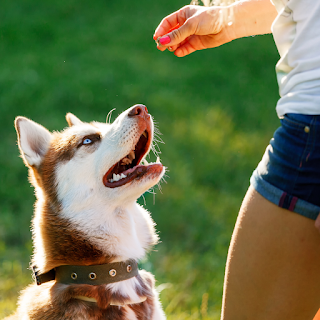 Brown and white Husky with blue eyes looking at a persons hand holding a treat