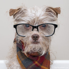 Bailey the Chesnut Mutt with glasses