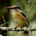The Brown-hooded Kingfisher