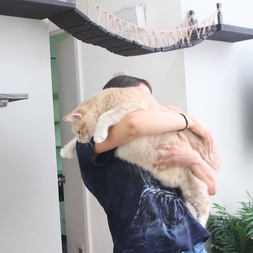 A Couple Adopted This Adorable 33-Pound Cat And Began His Weight Loss Journey