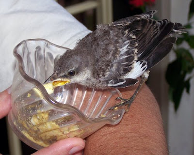  Future Baby Pictures on Rasch Outdoor Chronicles  Feeding A Baby Mockingbird  Making Formula