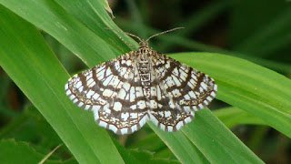 Chiasmia clathrata DSC54389