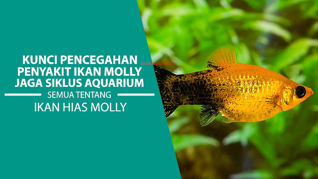 Memahami Pentingnya Siklus Nitrogen yang Tepat dalam Aquarium Ikan Molly