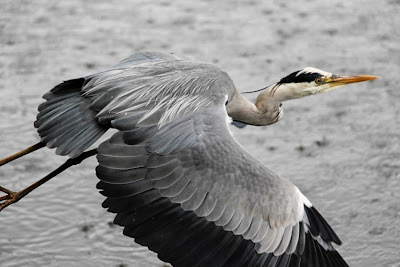 Tierfotos - Vögel - Graureiher im Flug