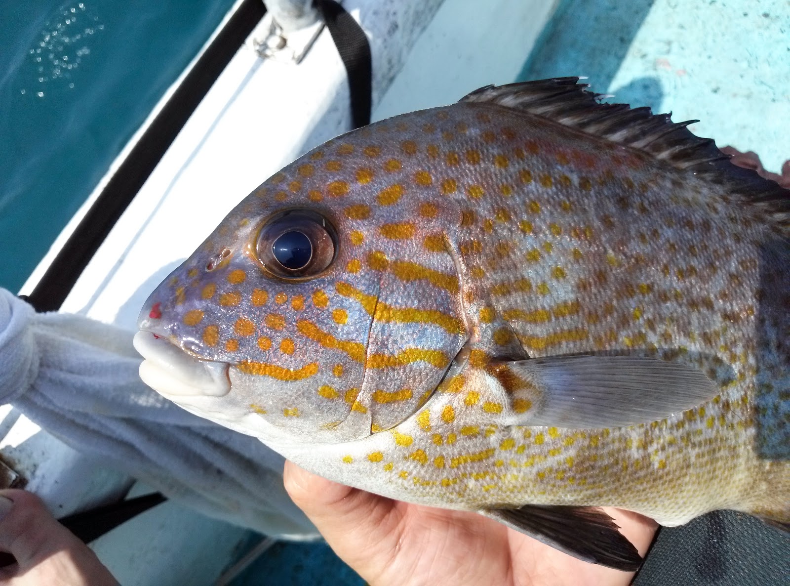 德先生魚筆記 黃點胡椒鯛 德先生魚筆記 黃點胡椒鯛