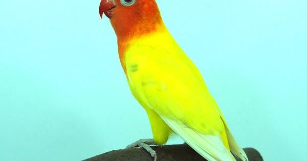 Cara Mengatasi Bulu Burung Lovebird yang Rontok