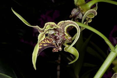 Dendrobium spectabile care and culture