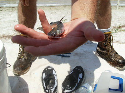 Saltwater Catfish, Florida east Coast Surf Fishing, Canaveral National Seashore, Cocoa Beach Pictures, smallest saltwater catfish