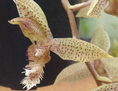 Catasetum carolinianum care and culture