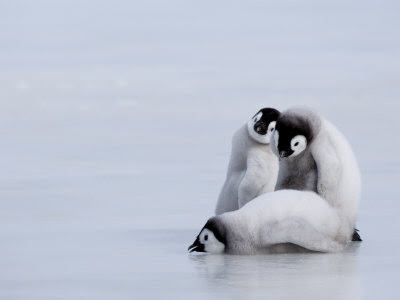 Laut Weddell, Air Laut Paling Jernih Di Dunia [ www.BlogApaAja.com ]