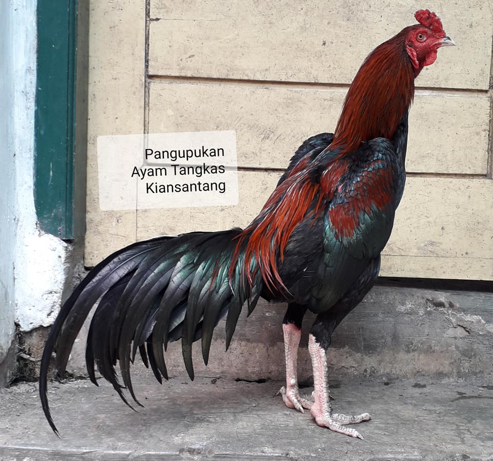  Ayam  Tangkas Jawara Garut