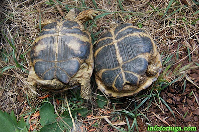 Diferencias entre un macho y hembra de tortuga rusa (Testudo horsfieldii)