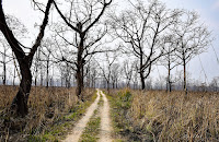 Road at chitwan National Park