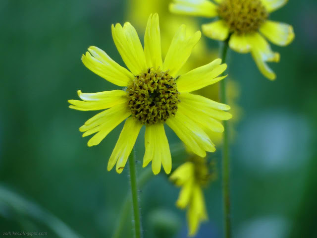 100: yellow flower