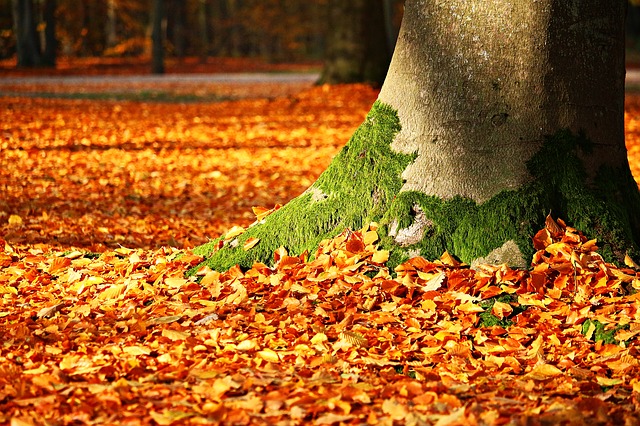 ảnh gốc cây Mùa Thu đầy xác lá, rong rêu