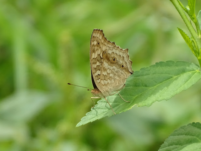 Butterfly (Junonia Atlites)