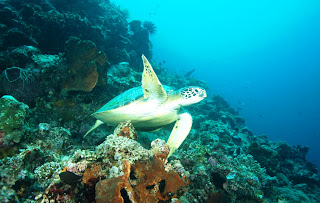 Bunaken Marine Park