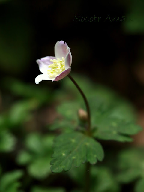 Anemone flaccida