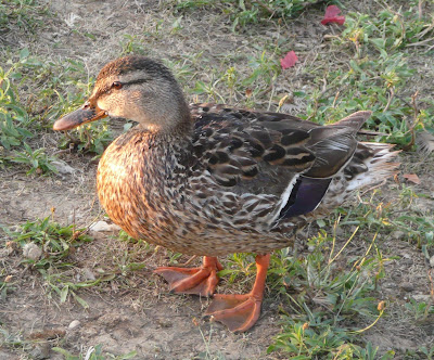 a duck, probably pure