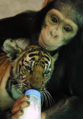 Chimpanzee Feeding milk to a Tiger Cub Pictures, Video