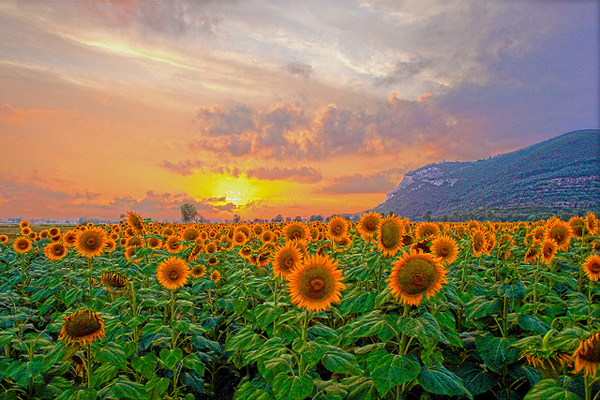 Beautiful Example Of HDR Sunset Photography Seen On   www.dil-ki-dunya.tk