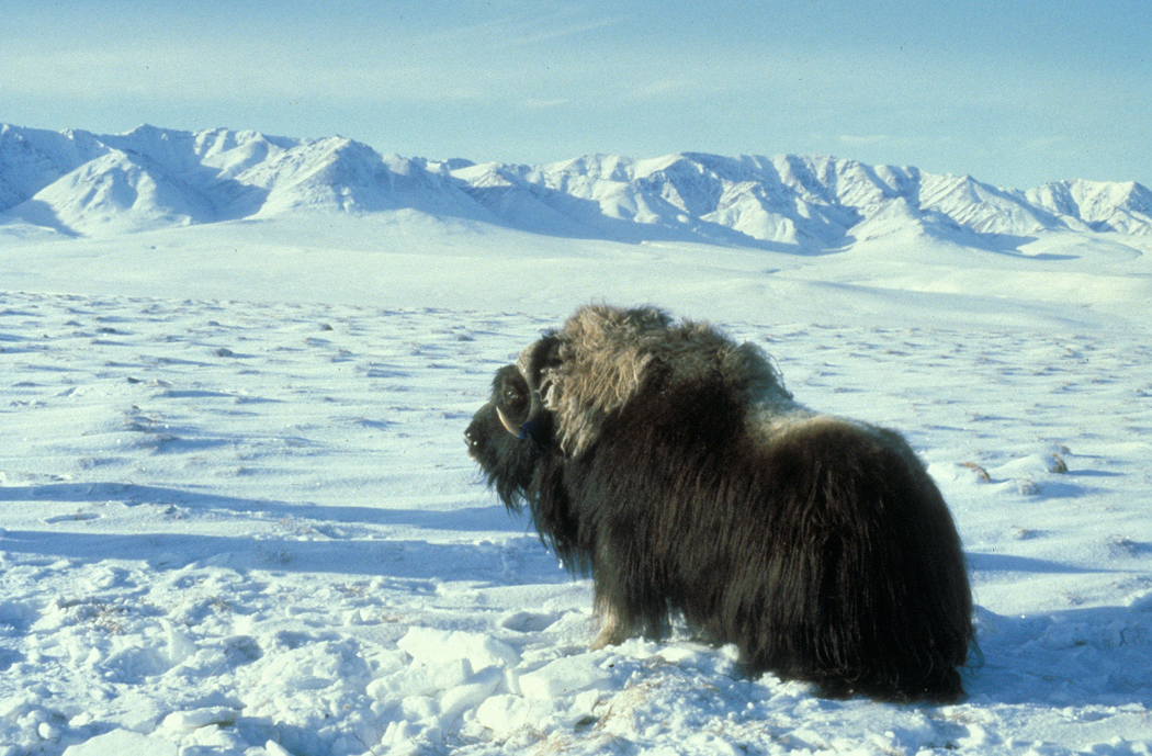 Tundra2d: cambios climaticos que afecta a la tundra Tundra2d: cambios climaticos que afecta a la tundra