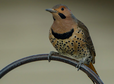 Northern Flicker perching on a shepherds hook photo by mbgphoto