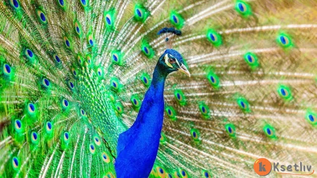 Where do peacock live and what are their types?