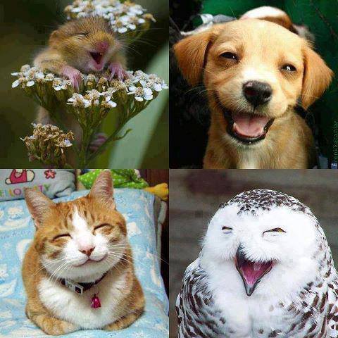 Adorable smiles of animals image