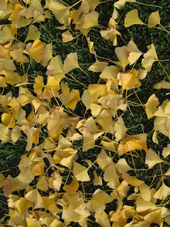 Saffron yellow ginkgo leaves on green grass, San Jose, California