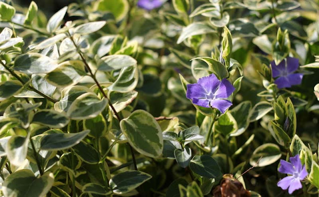 Vinca Major Variegata