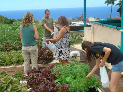 Sunny's Hawaii: Aquaponics in Hawaii