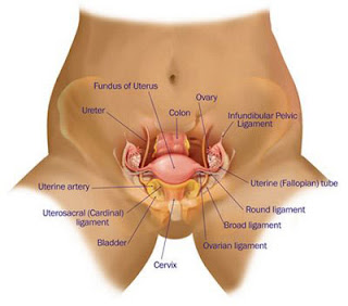 vagina, miss v, merawat vagina, tips merawat vagina, mengencangkan vagina