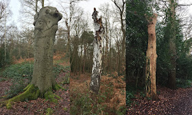 Three monolithic trees.  Hayes Common and West Wickham Common, 24 December 2016.
