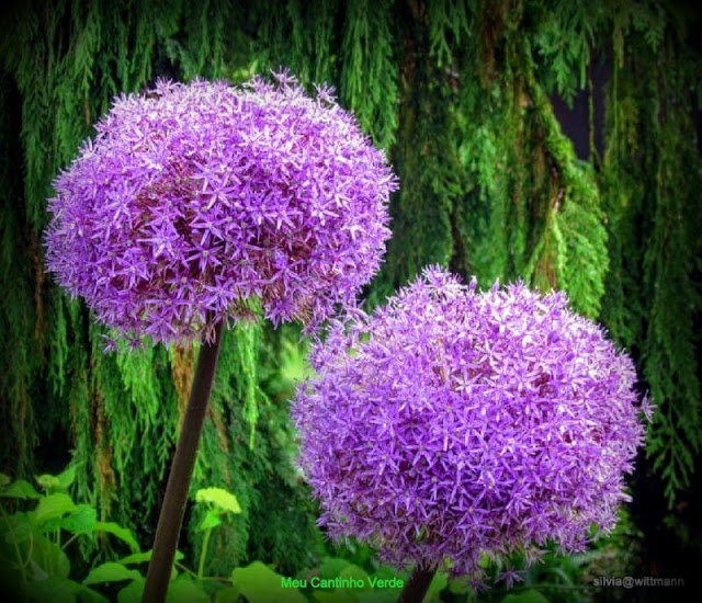  Allium giganteum 