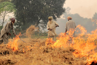 Farmers burning the stubble