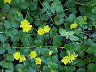 Lysimaque nummulaire - Monnoyère - Lysimachia nummularia