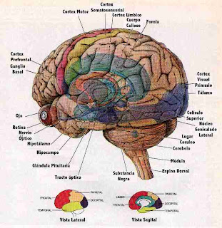 CEREBRO