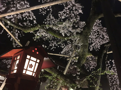 平野神社の夜桜