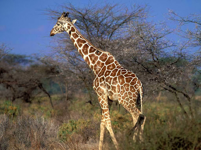 Giraffe Zarafa  Wallpapers