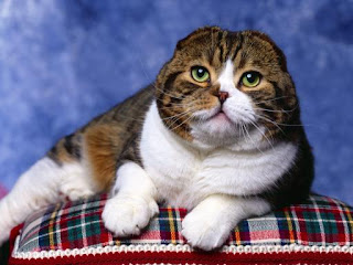 scottish fold pet cat uisdieren animaux de compagnie Haustiere animales domesticos husdjur Evcil Hayvan anifeiliaid anwes domace zvali augintiniaiuisdieren animaux de compagnie Haustiere domesticos husdjur Evcil Hayvan anifeiliaid anwes domace zvali augintiniai