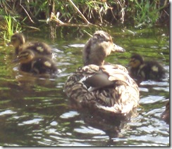 peebles cuddy ducklings2