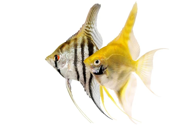 Angelfish