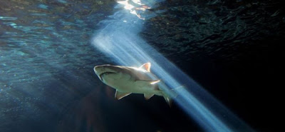 Shark Seen On www.coolpicturegallery.us