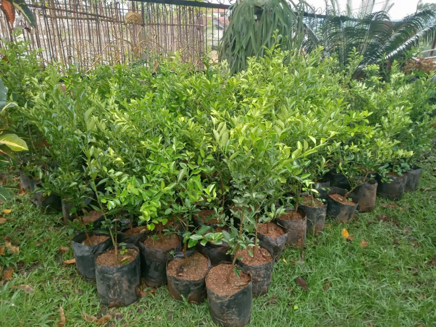 jual bibit buah jeruk limau pohon limo bisa cepat berbuah dalampot Tangerang Selatan