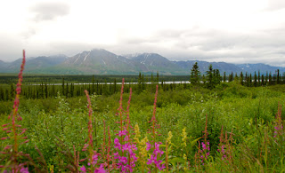 Scenic Route Alaska Interior Park Connection Bus