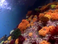 Teluk Triton di Kaimana Surga tersembunyi  Papua Barat