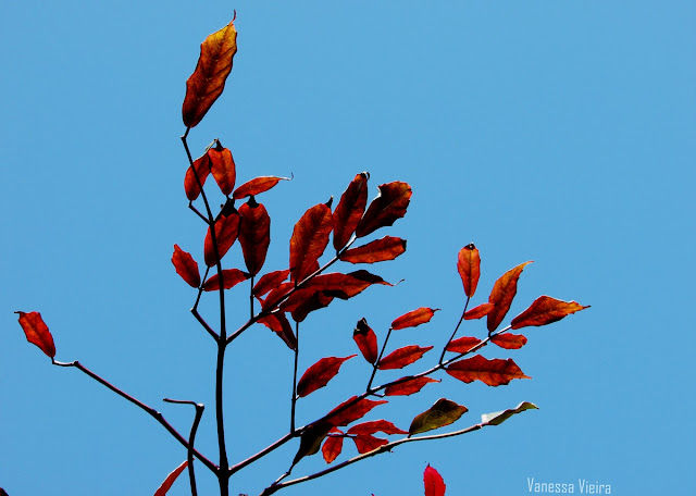 photovanes, folhas, 8on8, natureza, galhos, árvores, céu, vida, vanessa vieira, fotografia, vanessa vieira fotografia